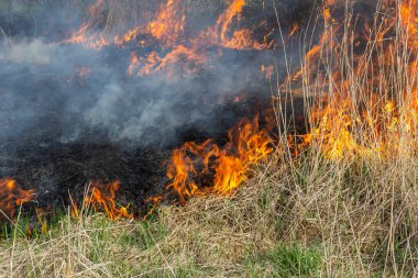 Burning old dry grass. Tongues red flame and burning dry yellowed grass in smoke.