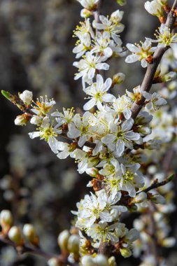 Prunus spinosa, gülgiller (Rosaceae) familyasından bir kuş türü. Prunus spinosa, blackthorn ya da sloe ağacı denir ilkbaharda açan.