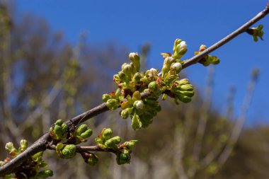 Bahar bahçesinde çiçek açan kiraz ağacı. Ağaçtaki beyaz çiçekleri kapat. Bahar arkaplanı.