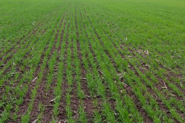 Sıra sıra yeşil filizler, tarım kavramı, buğday ya da çavdar tarlası ekimi.