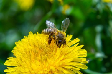 Çayırdaki sarı karahindiba çiçekli küçük beyaz tüylü yabani arıya yaklaş..