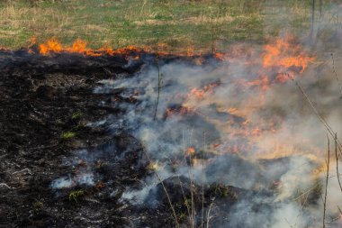 Bahçede eski kuru otları yakmak. Tarlada yanan kuru otlar. Orman yangını. Sakal tarlası çiftçiler tarafından yakılıyor. Sahada yangın.