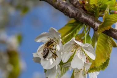 Bal arısı beyaz kiraz çiçeklerinde bal toplar..