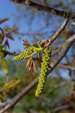 Çiçekli ceviz ağacı, dallı erkek çiçekler. Çiçekli ceviz ağacı, dallı erkek çiçekler. Güneşli gün, mavi gökyüzü, erken bahar.