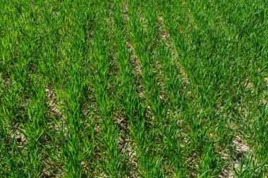 Toprakta yetişen küçük buğday fideleri. Tarım ve tarım teması. Organik gıda sahada üretiliyor. Doğal arkaplan.