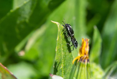 Lahana böceği, brassica shieldbug, Eurydema oleracea, Pentatomidae familyasından bir bahçede yaprak üzerinde. Bahar, Mayıs.
