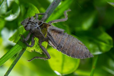 Gomphus flavipes metamorfoz, River Clubtail yusufçuk.