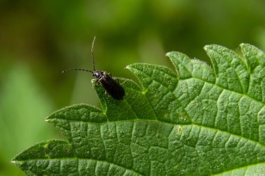 asker böcek, Cantharis obscura, çimen şişirme üzerine.