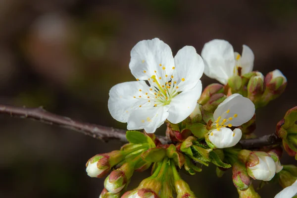 Blommande Körsbärsträd Vårträdgården Närbild Vita Blommor Ett Träd Vårens Bakgrund — Stockfoto