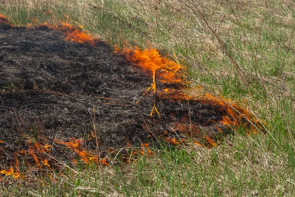 Burning Old Dry Grass Tongues Red Flame Burning Dry Yellowed — Foto Stock