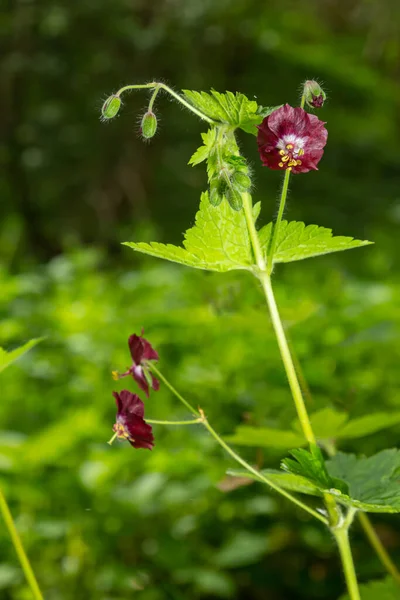 Geranium Phaeum Samobor Lila Vörös Virágai Tavaszi Kertben — Stock Fotó