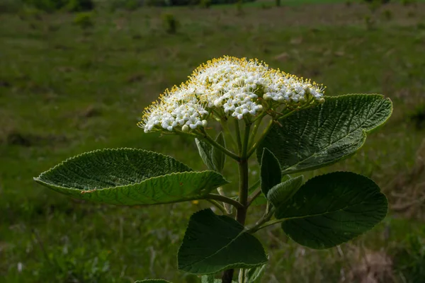 Белое Соцветие Ветке Растения Viburnum Lantana Aureum Крупным Планом — стоковое фото