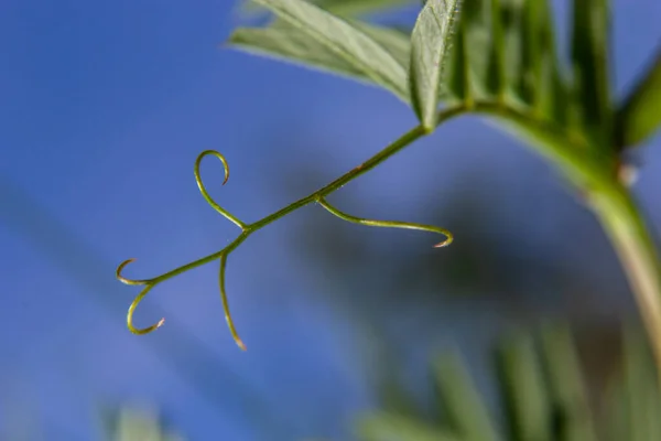 Vicia Lutea Гладкая Желтая Ветка Весенние Полевые Цветы Солнечный День — стоковое фото