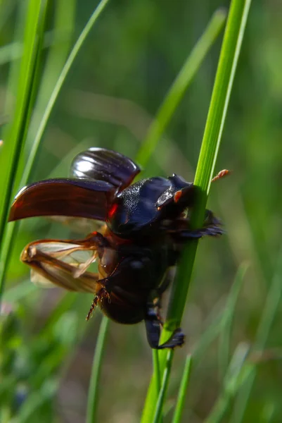 Black Beetle Long Horn Natural Enviroment Scarabaeidae Family Copris Hispanus — Stock Photo, Image