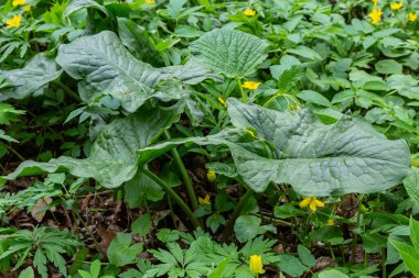Habitatta Arum maculatum. Nam-ı diğer yılan başı, engerek kökü, yaban arumu, arum zambağı, lordlar ve leydiler, şeytanlar ve melekler, inekler ve boğalar, guguk kuşu birası, Adem ve Havva, bobinler ve kriko kürsüde.