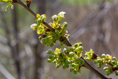 Prunus cerasus çiçek açan ağaç çiçekleri, bir grup güzel beyaz yaprak tart kiraz çiçekleri güneş ışığında mavi gökyüzüne karşı çiçek açtılar..