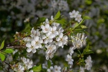 Prunus cerasus çiçek açan ağaç çiçekleri, bir grup güzel beyaz yaprak tart kiraz çiçekleri güneş ışığında mavi gökyüzüne karşı çiçek açtılar..
