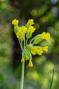 Primula veris, inek donu, inek donu, çuha çiçeği, syn. Primula officinalis Hill, Primulaceae familyasından bir bitki bitkisidir..