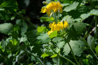 Sarı Chelidonium çiçekleri, genellikle daha büyük celandin ya da tetterwort olarak bilinir, ormanın kenarında..