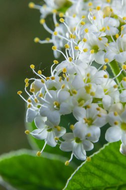 Viburnum lantana Aureum adlı bir bitkinin dalına beyaz tonlama..