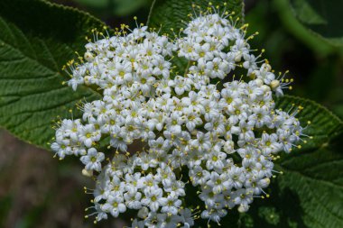 İlkbaharda Viburnum 'un vahşi çiçeklerinde, Viburnum lantana.