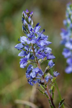 İlkbaharda, Veronica otların arasında vahşi doğada çiçek açar..