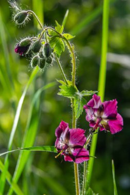 Vahşi doğada, bahar ormanlarında, sardunya fatihi çiçek açar..