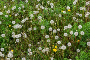 Uzun saplı Taraxacum tesisi. Yaz otlağının bulanık yeşil arka planında beyaz tohumlardan oluşan karahindiba saat üflüyordu. Beyaz karahindiba çiçeğinin kabarık dokusu yakın plan..