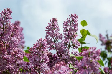 Yeşil yapraklardan oluşan bir arka planda leylak dalı. Bahar.