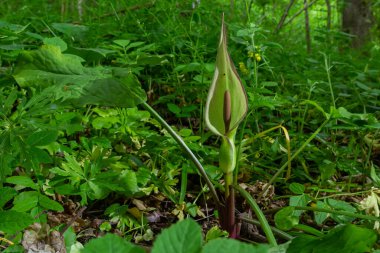 Tanrının ve leydilerin çiçeği ya da yılan başı bitkisi, Arum maculatum.
