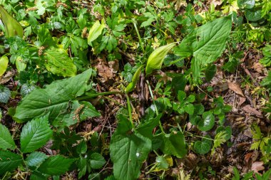 Habitatta Arum maculatum. Nam-ı diğer yılan başı, engerek kökü, yaban arumu, arum zambağı, lordlar ve leydiler, şeytanlar ve melekler, inekler ve boğalar, guguk kuşu birası, Adem ve Havva, bobinler ve kriko kürsüde.
