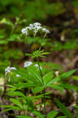 Galium odoratum, Rubiaceae familyasından bir bitki türü..