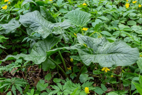 Arum Maculatum Habitat Cabeça Cobra Raiz Víbora Arum Selvagem Lírio — Fotografia de Stock