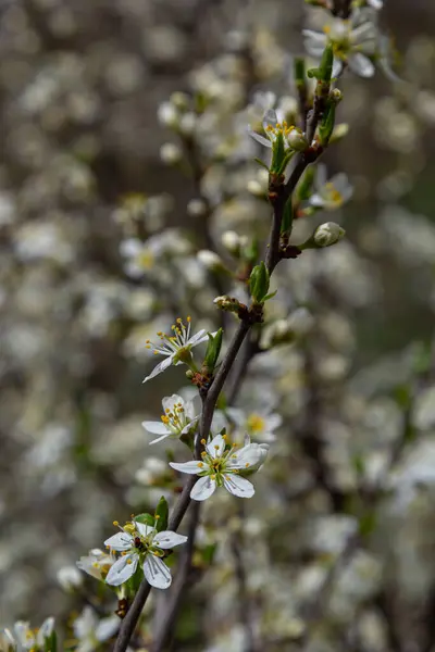 Blackthorn Prunus Spinosa Sloe Plant Shrub White Flower Bloom Blossom — Photo