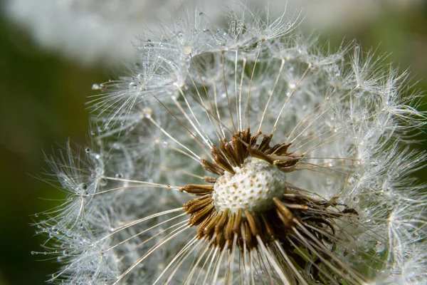 一般的なタンポポTaraxacum Officinale色あせた花は雪の玉 熟したキプセリアの果実のように見えます — ストック写真