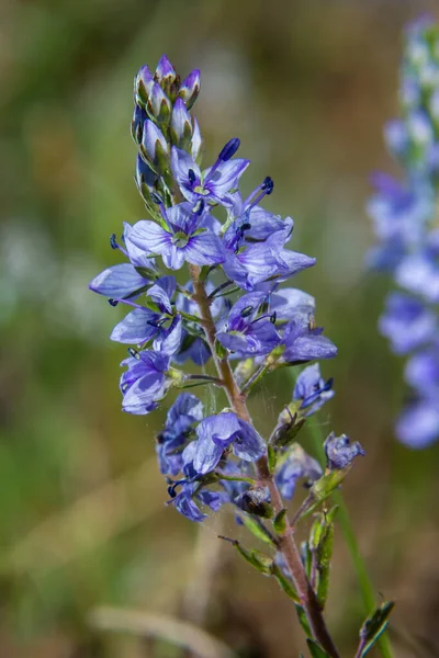 İlkbaharda, Veronica otların arasında vahşi doğada çiçek açar..