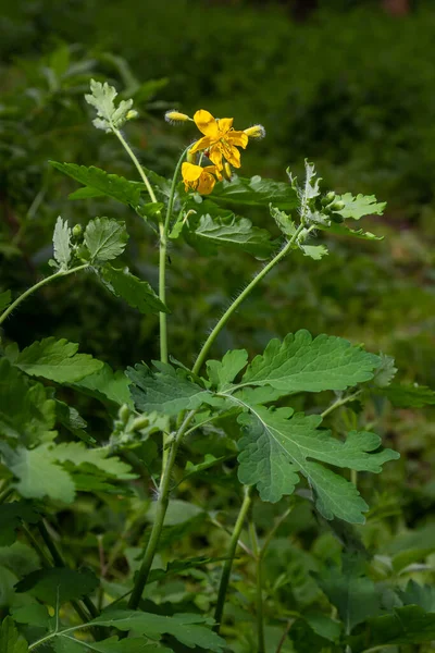 大きなセランディン 黄色の野生の花 閉じます セリドニウム マジュスは毒があり 開花し 薬用植物である ヨモギ植物の黄橙色不透明な樹液がくびを治す — ストック写真