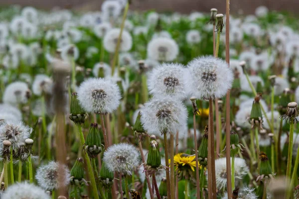 Champ Pissenlit Beaucoup Pissenlit Éclat Pissenlits Juteux Vert Légèreté Été — Photo