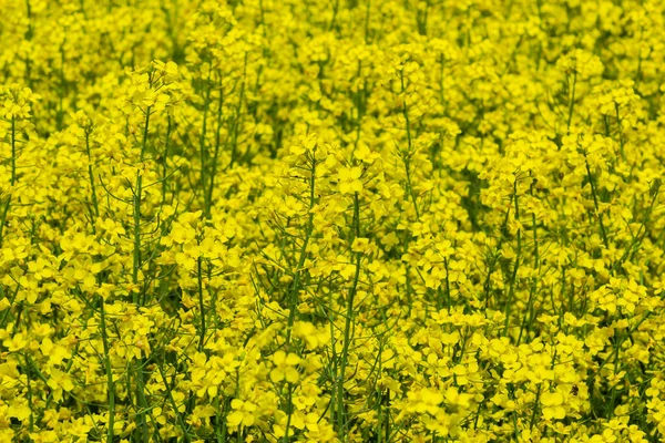 菜の花畑 開花菜の花が近くにあります 夏に畑でレイプ 明るい黄色の菜種油 開花菜種 — ストック写真