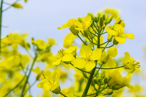 Krajobraz Pola Żółtych Kwiatów Rzepaku Lub Rzepaku Uprawianych Dla Uprawy — Zdjęcie stockowe