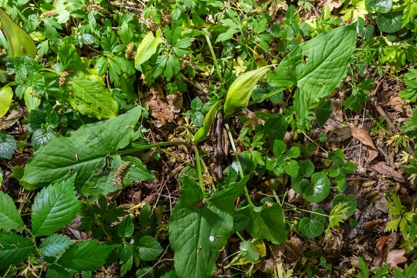 Habitatta Arum maculatum. Nam-ı diğer yılan başı, engerek kökü, yaban arumu, arum zambağı, lordlar ve leydiler, şeytanlar ve melekler, inekler ve boğalar, guguk kuşu birası, Adem ve Havva, bobinler ve kriko kürsüde.