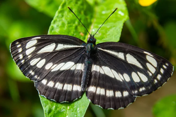 Pallas Marinheiro Borboleta Planador Comum Neptis Sappho Guardando Seu Território — Fotografia de Stock