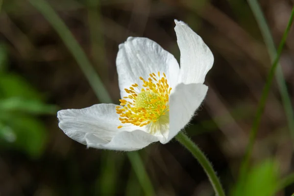 Fiore Bianco Sfumato Anemone Bucaneve Anemone Sylvestris Mezzo Alle Stele — Foto Stock