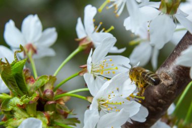 Bal arısı beyaz kiraz çiçeklerinde bal toplar..