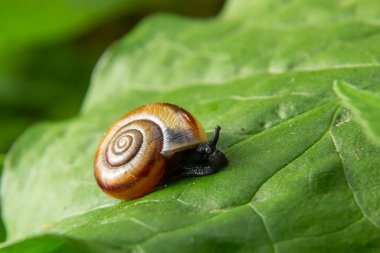 Oxychilus draparnaudi salyangoz, mavi gövdeli, yeşil yapraklı. makro.