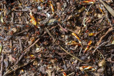 Formika rufa, aynı zamanda ilkbaharda kırmızı odun karınca olarak da bilinir..