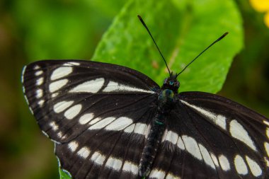 Nymphalidae familyasından bir günlük kelebek, Neptis sappho. Kelebek çok güvenir, kimseden korkmaz, elleri ve yüzü üzerine oturur..
