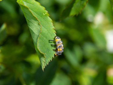 Uğur Böceği Larvalarının Yeşil Yapraktaki Macro Fotoğrafı Backgrou 'da izole edildi.