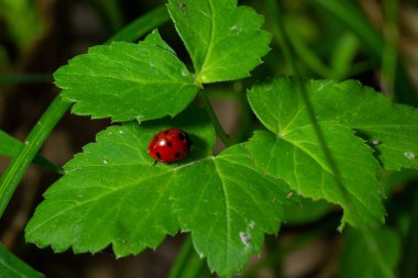 Yedi benekli uğur böceği, Coccinella septempunctata, Coleoptera Coccinellidae ormanda yeşil bir yaprak üzerinde.