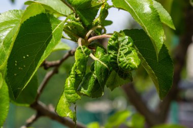 Yaprak bitleri kıvrımlı yapraklar, kiraz ağacına kıvrılmış yaprak, kiraz yaprağı, yaprakların altında kara kiraz yaprağı saldırısı....